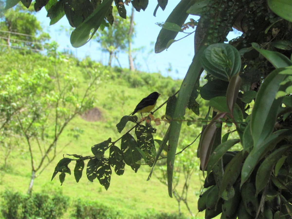 Bed and Breakfast Cabinas Rio Celeste La Amistad Exterior foto