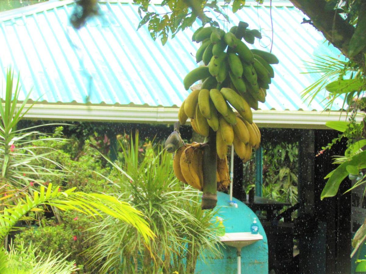 Bed and Breakfast Cabinas Rio Celeste La Amistad Exterior foto