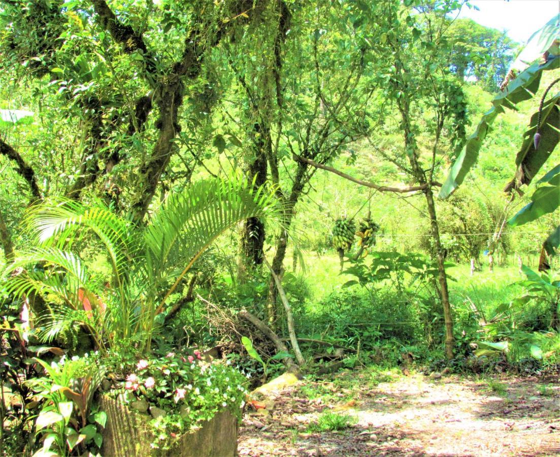 Bed and Breakfast Cabinas Rio Celeste La Amistad Exterior foto