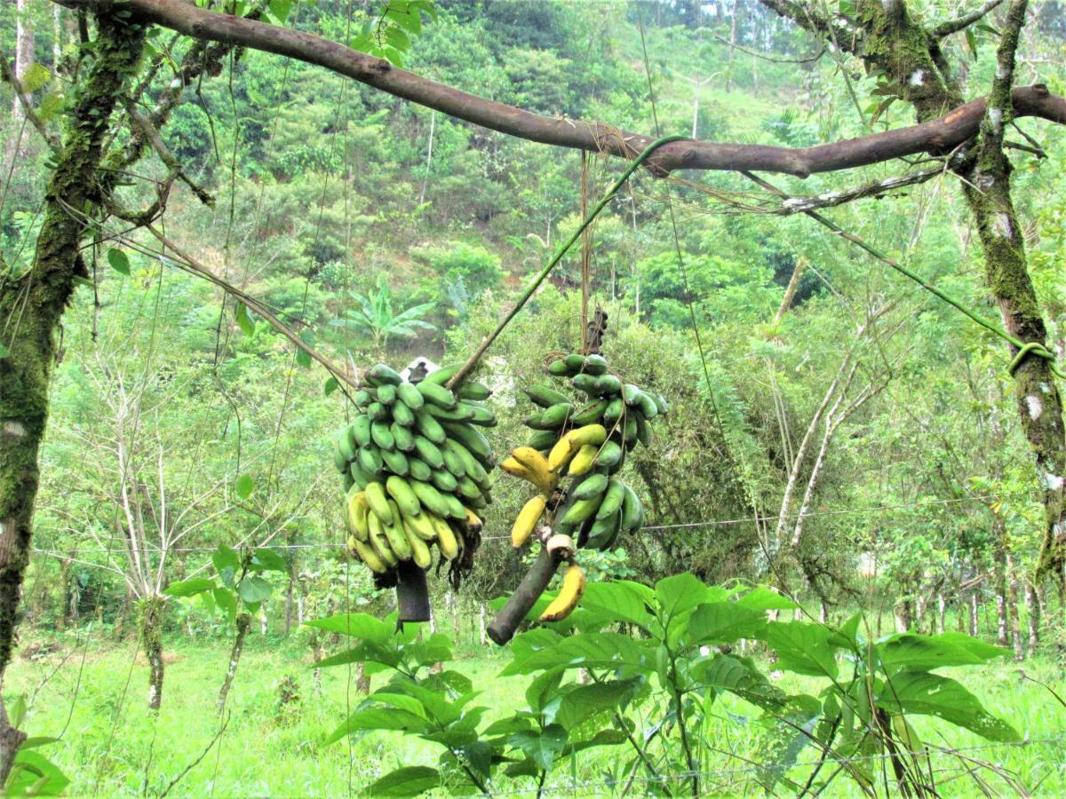 Bed and Breakfast Cabinas Rio Celeste La Amistad Exterior foto